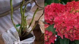 ГОРТЕНЗИЯ КРАСНАЯ "ОГНЕННАЯ КРАСОТА"