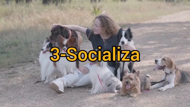 Como se puede entrenar a un perro Dálmata смотреть онлайн