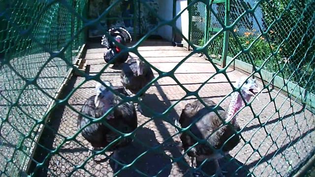 Птица удачи смотреть онлайн