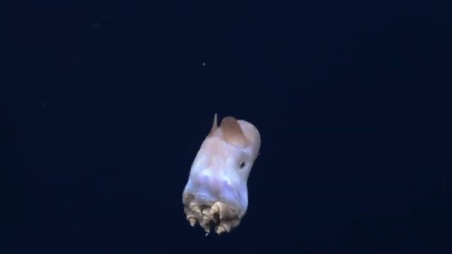 САМЫЕ СТРАШНЫЕ СУЩЕСТВА ИЗ МАРИАНСКОЙ ВПАДИНЫ! смотреть онлайн