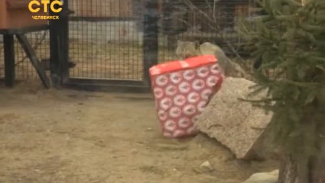 Краснокнижный барс стал краснощёким смотреть онлайн