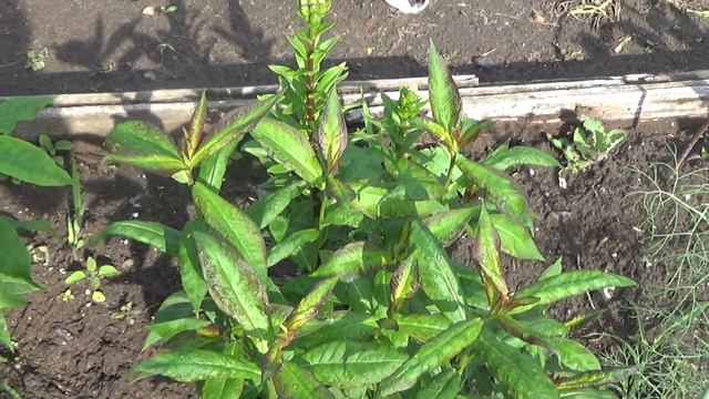 Обзор посадок и растений на нашем огороде. смотреть онлайн