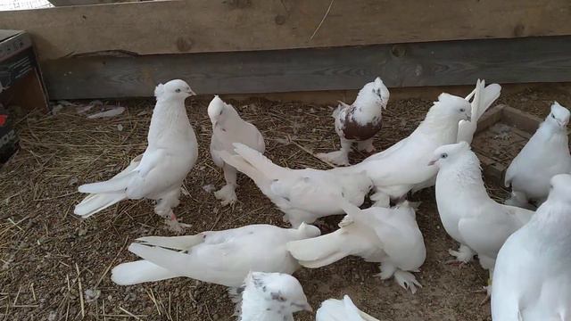 3 апреля 2021 г. ВНИМАНИЕ!!! 💥💥💥👈👈объявление когда можно приобрести моих голубей, андижанских смотреть онлайн