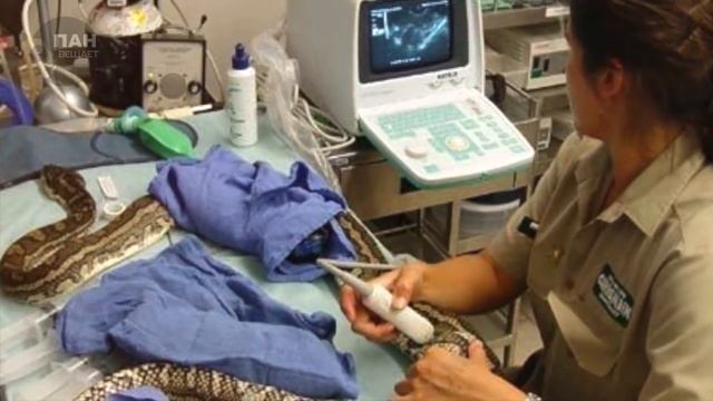 Девушке нравилось спать со своим питоном, но однажды змея стала худеть, узнав причину она ужаснулас смотреть онлайн