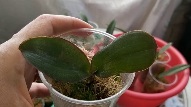 Месяц на воле /Орхидеи из ФЛАСКИ что с НИМИ? Сколько пропало? Стимулирую орхидейки на быстрый рост смотреть онлайн