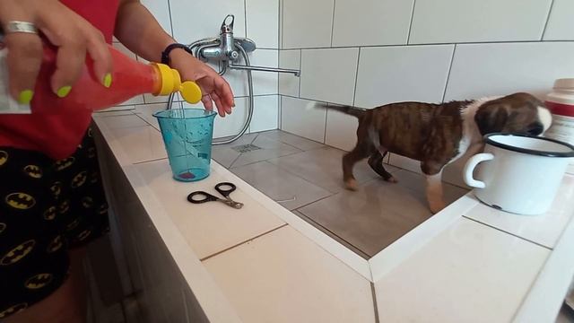 Как часто надо мыть собаку? Первый банный день у щенков. смотреть онлайн