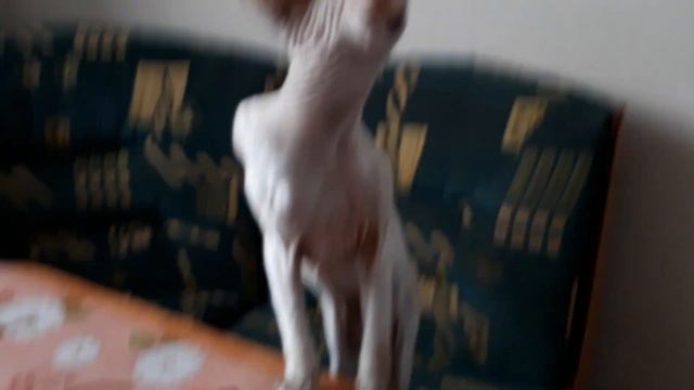 Знакомство с кошечкой смотреть онлайн