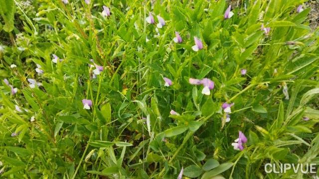 Цветы Крыма в дикой природе в апреле 2021 смотреть онлайн