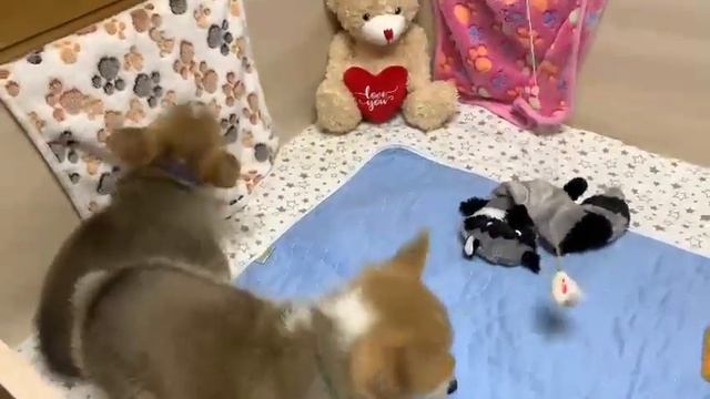 Корги пемброк очаровательные малыши смотреть онлайн