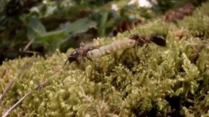 Насколько крутые лесные муравьи (Formica)