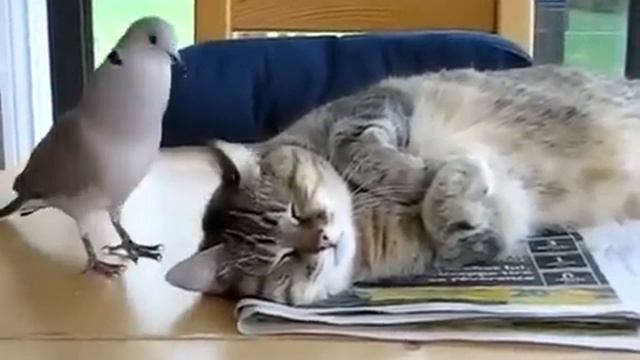 Горлица и кот