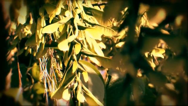 Sunny Day, XL-H1 Footage смотреть онлайн