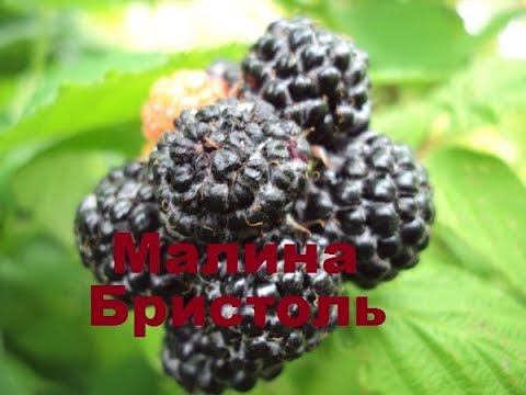 Малина Бристоль смотреть онлайн