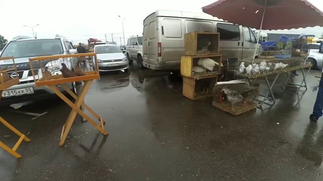 Птичий рынок Краснодар 4К 01.03.2020г(Первый день весны) смотреть онлайн