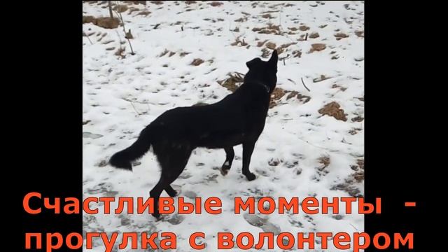 Тихон неприхотливая собака для дома смотреть онлайн