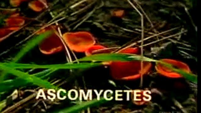 Biology Of Fungi Part 2 смотреть онлайн