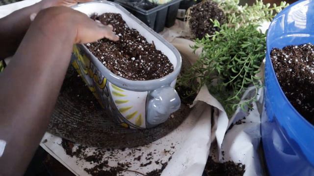 Succulent Arrangements in Talavera Pots| Jhuly's Aquatics & Gardening смотреть онлайн