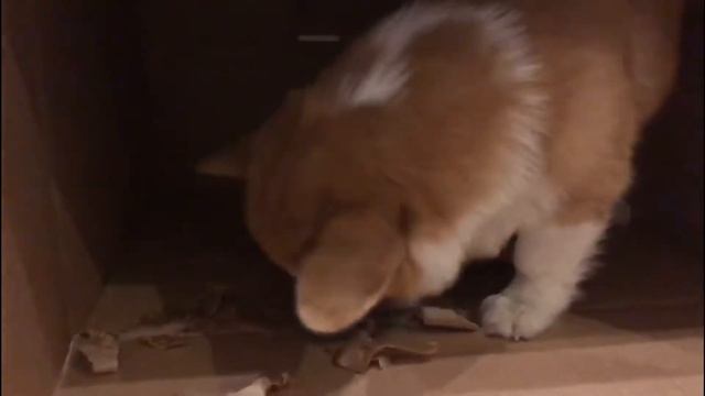 Подарок для Бади! Бади кушает коробку.(+прочитай описание) смотреть онлайн