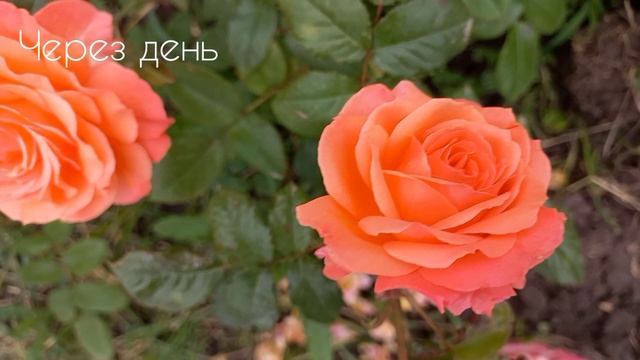 Розы - первогодки из питомника "Элит" ч.1 смотреть онлайн