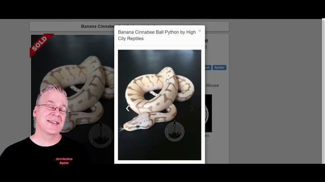 The 'Banana Bee' Ball Python смотреть онлайн