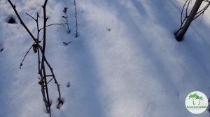 Цитрус после -24°С. Понцирус трифолиата( Poncirus trifoliata )