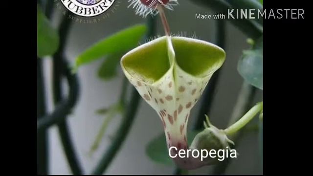 Asclepiadaceae смотреть онлайн