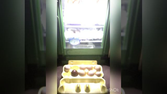 Как выглядит неоплод яйца!!!