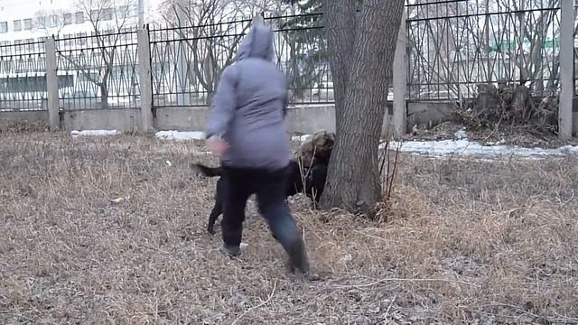 ПСС - лабр Цезарь смотреть онлайн