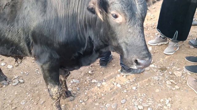 25.NOYABIT OLTINSOY MIRSHODI SHANBI OPTIM MOLBOZOR NARXLARI 2023YIL .