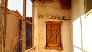 Содержание и разведение волнистых попугаев и корелл