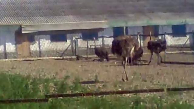 Страусинное ранчо. смотреть онлайн
