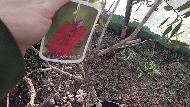 Palmy, bananowce , juki , agawy , kaktusy смотреть онлайн
