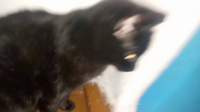 Типи типи тяпа тяпа