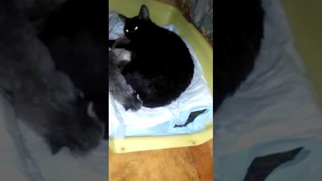 КТО НЕ ДАЛ СПАТЬ.КОШКА С КОРОТКИМИ ЛАПАМИ - МАНЧКИН СТАРШАЯ /РОДИЛА КОТЯТ ,ТРОЕ С КОРОТКИМИ ЛАПАМИ смотреть онлайн