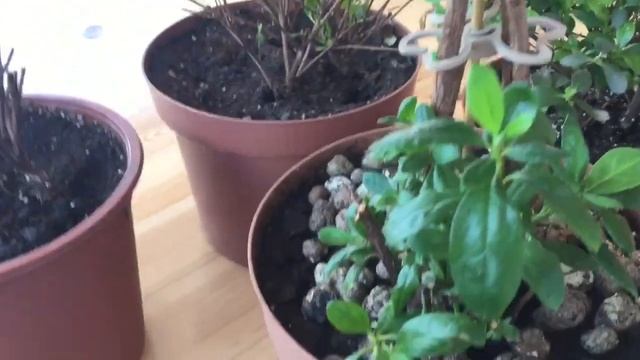 Мои азалии месяц спустя после полной замены грунта. смотреть онлайн