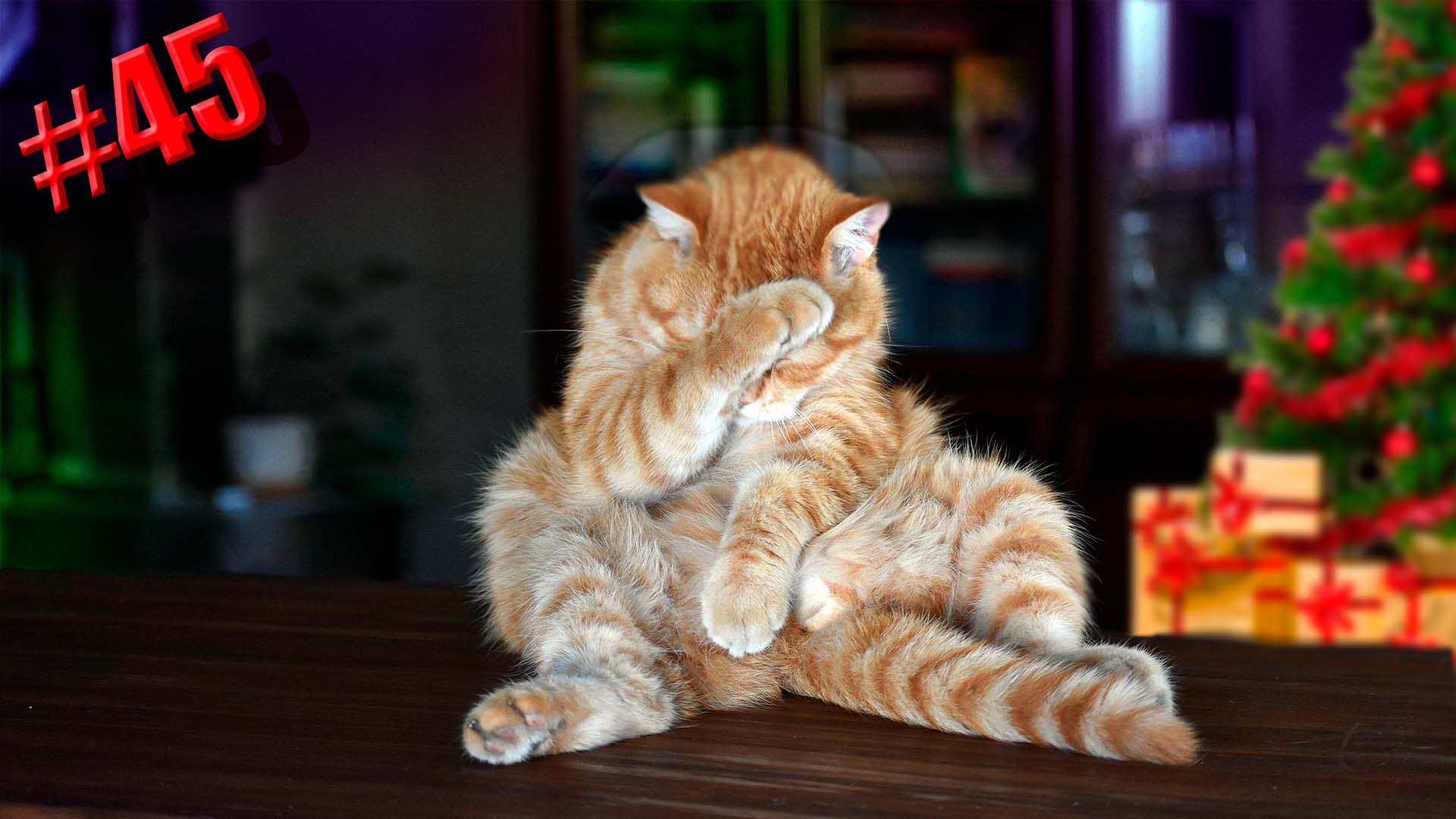 633 секунд Смеха ?? Смешных моментов | Милые котики Приколы с котами ?? Смешные коты #45 смотреть онлайн