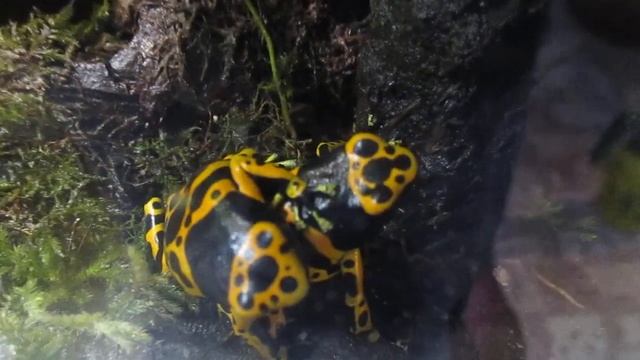 Мои питомцы-священные древолазы-обнимашки смотреть онлайн