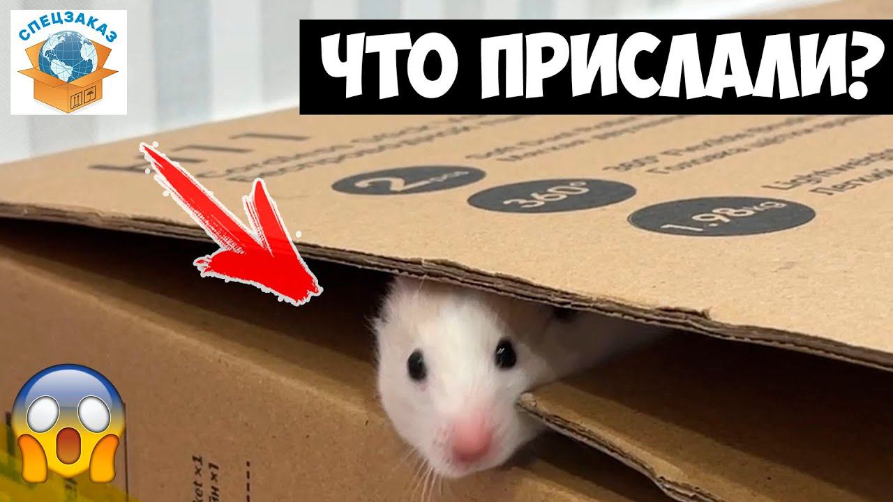 Мой Новый Хомячок и Пылесос ILIFE H11 Беспроводной Обзор | СПЕЦЗАКАЗ