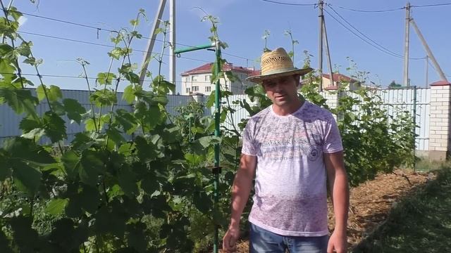 Виноград. Жара. Цветение. смотреть онлайн