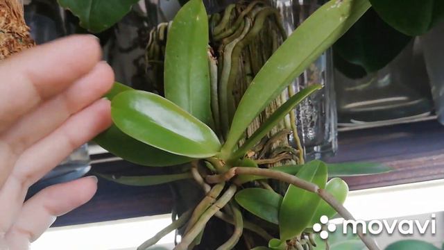 Новенькая Phal. cornu-cervi red смотреть онлайн