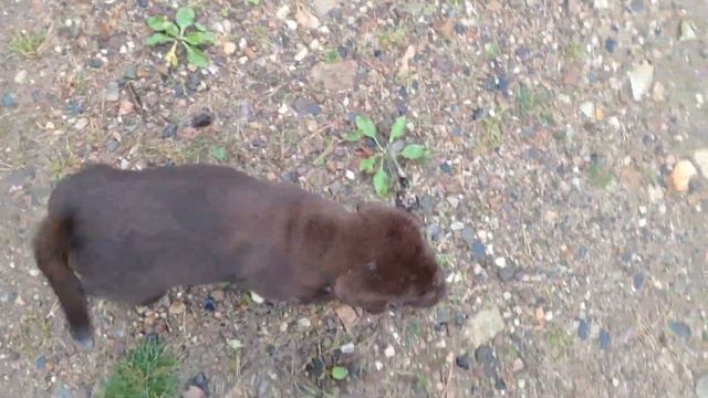 Щенок для канистерапии. Покупать ли? смотреть онлайн