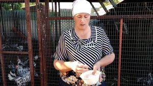 1.Зачем я даю курам яичную скорлупу. 2. Нужен ли курам подсолнечный шрот.