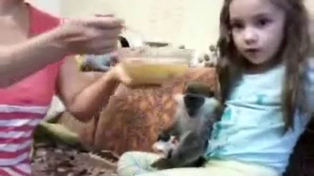 Карликовая мартышка смотреть онлайн