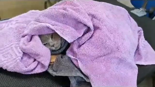 Экспресс-линька для кота. смотреть онлайн