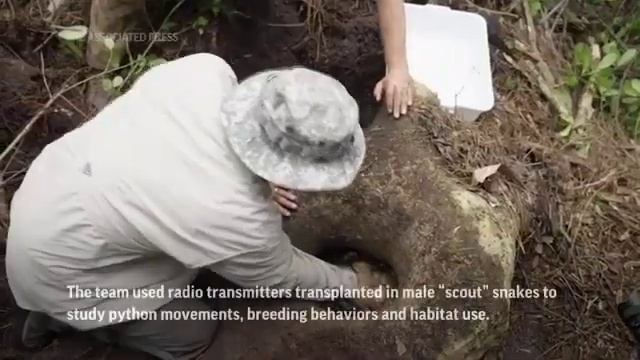 Largest python in Florida history discovered смотреть онлайн
