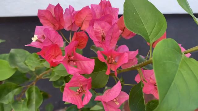 |НАШИТЕ ЦВЕТЯ| Цикламена бугенвилия смотреть онлайн