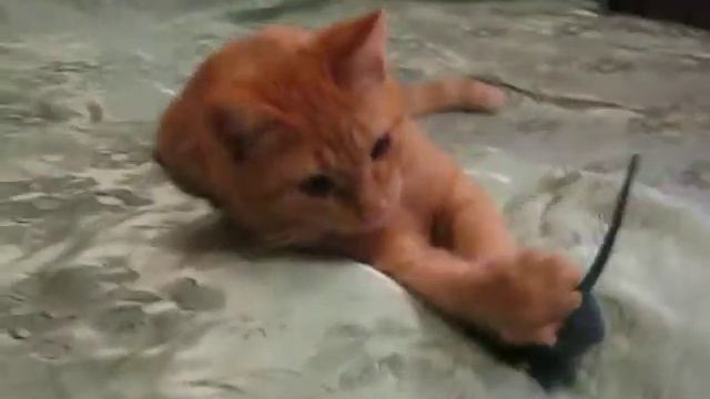 лев николаевич кушает мышку смотреть онлайн