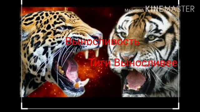 Тигр vs Ягуар/Интересно кто победит?🤨 смотреть онлайн