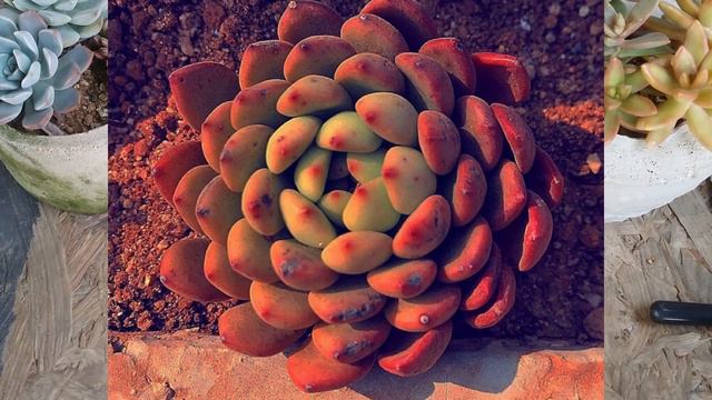 || SUCCULENT FAQ 38 || HOW DO I KNOW IF MY SUCCULENT IS DORMANT || смотреть онлайн