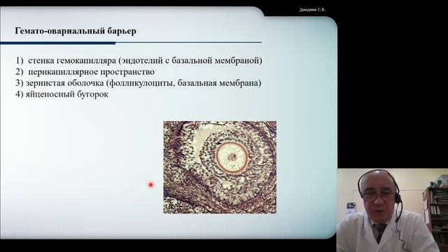Гистология 6. Женская половая система ч.1 смотреть онлайн